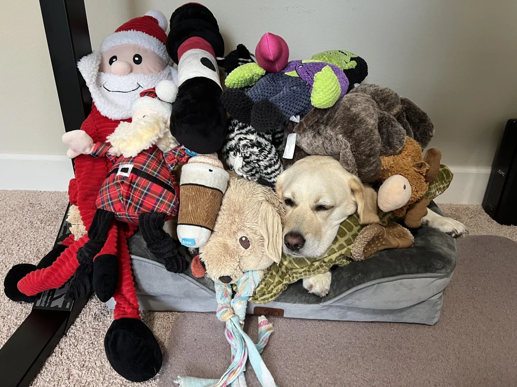 30 Adorable Pictures of Dogs Doing Random Things - Kate Knows