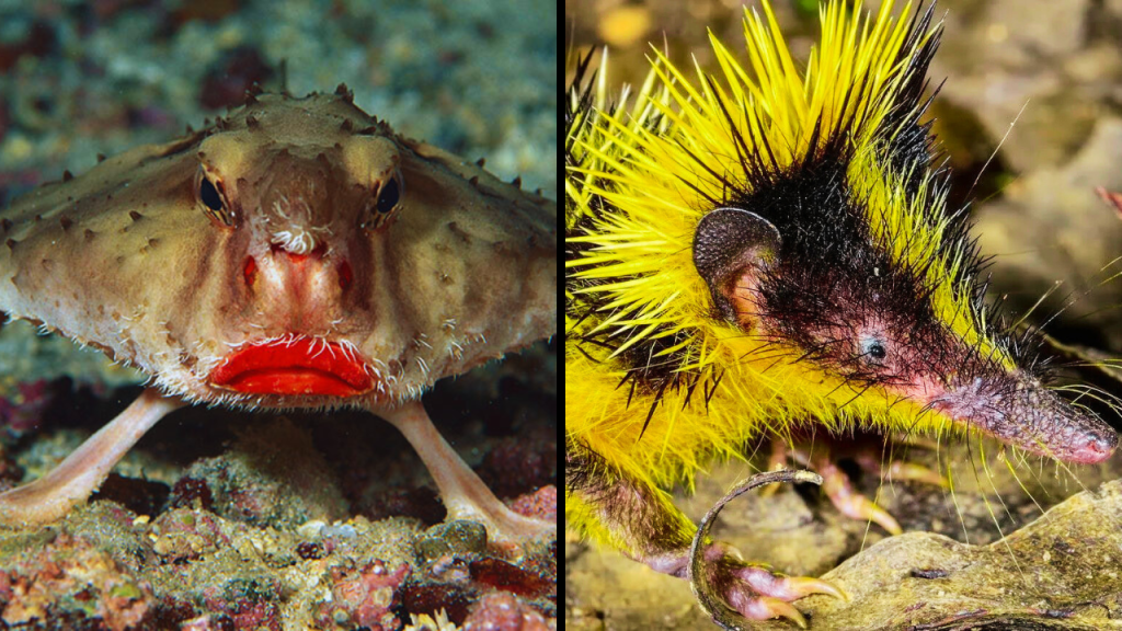 30 Bizarre Animals You’ve Probably Never Heard Of - Kate Knows