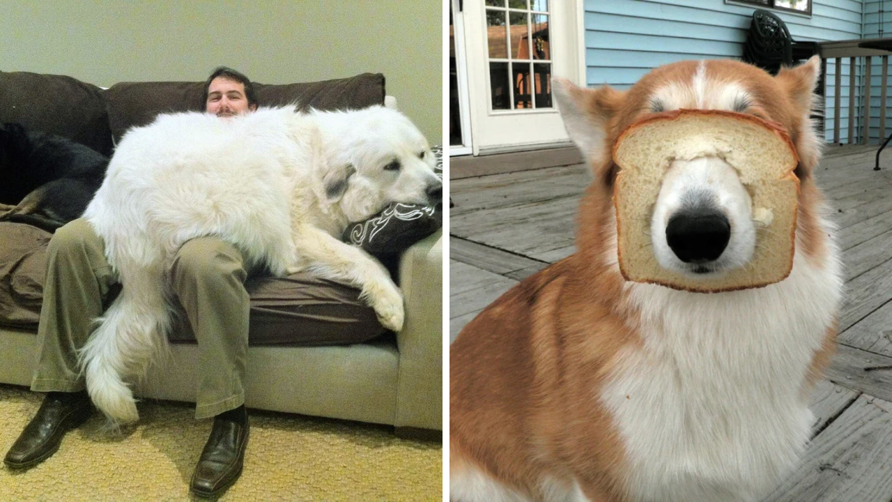 2 Random Dogs 30 Delightfully Random Dog Moments - Kate Knows