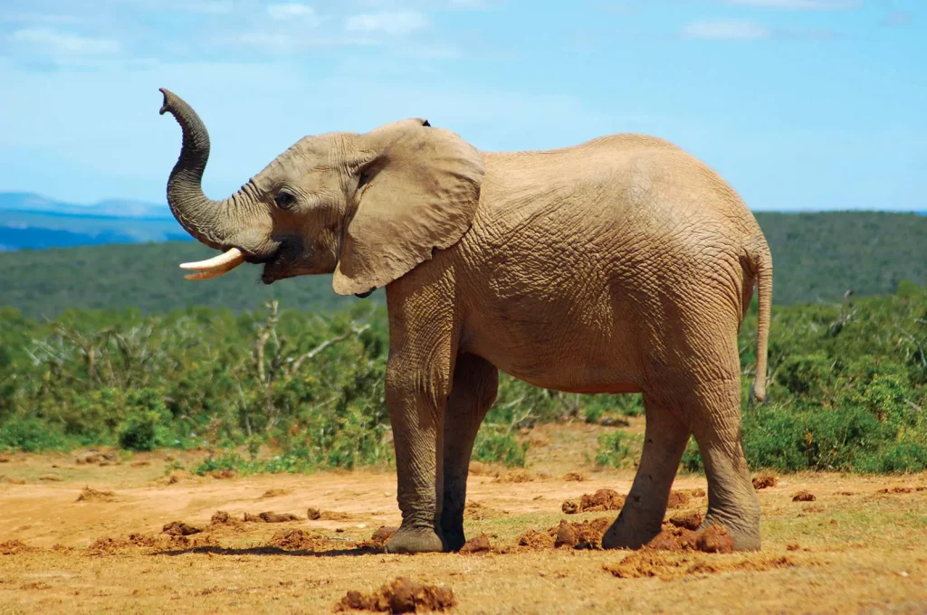 30 Animals You Didn’t Know Were So Smart - Kate Knows