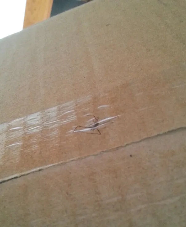 30 Delivery Fails That’ll Make You Question Humanity - Kate Knows