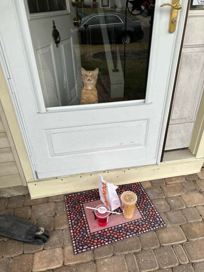 30 Funny Cats Who Had Us Cackling - Kate Knows