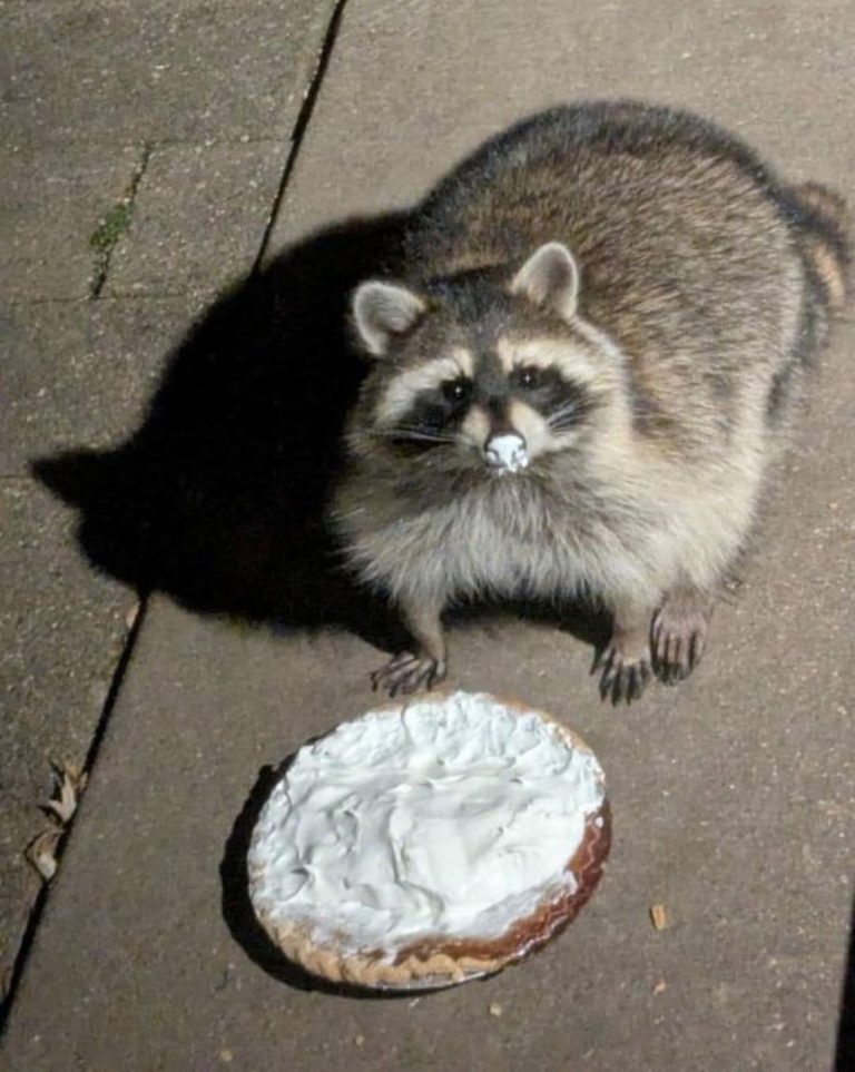 Funny (and cute) pictures of raccoons being absolute chaotic menaces ...
