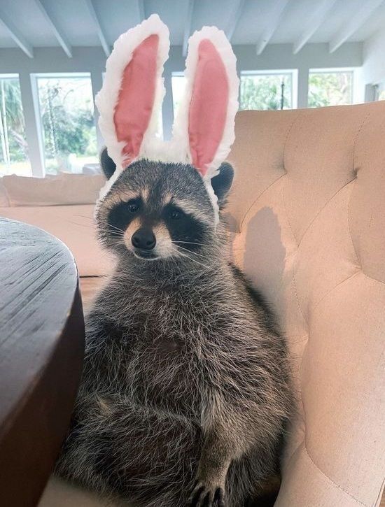 Funny (and cute) pictures of raccoons being absolute chaotic menaces ...