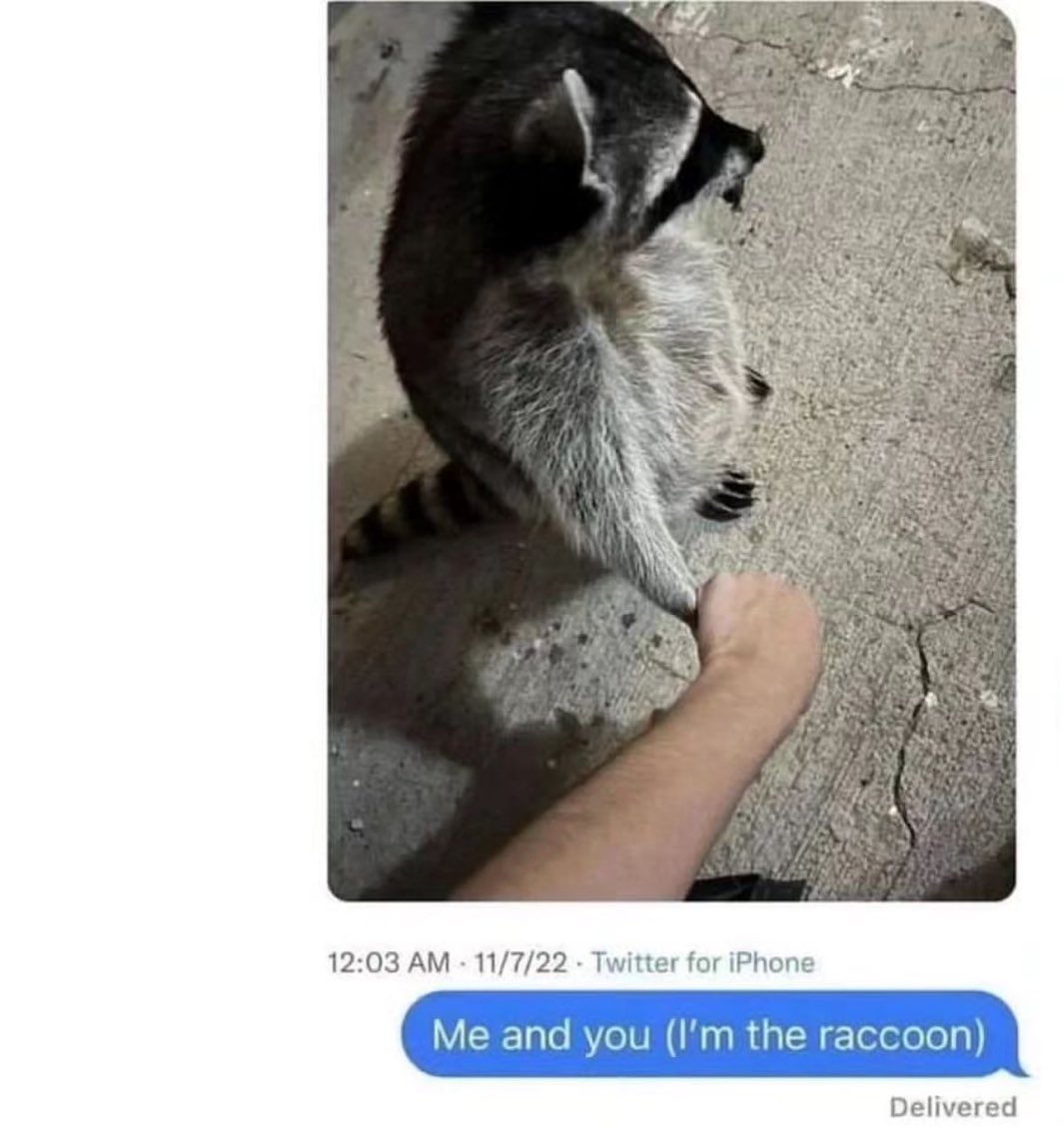 Funny (and cute) pictures of raccoons being absolute chaotic menaces ...