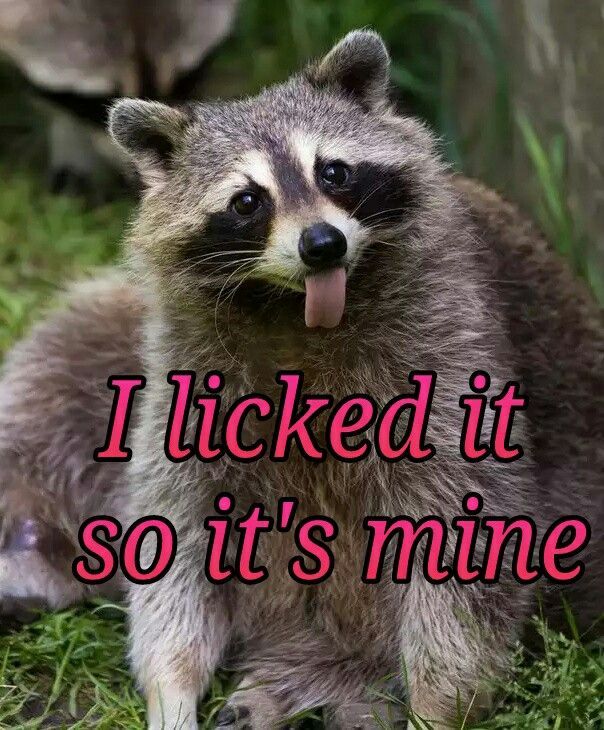 Funny (and cute) pictures of raccoons being absolute chaotic menaces ...