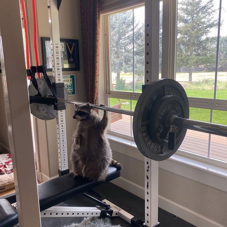 Funny (and cute) pictures of raccoons being absolute chaotic menaces ...
