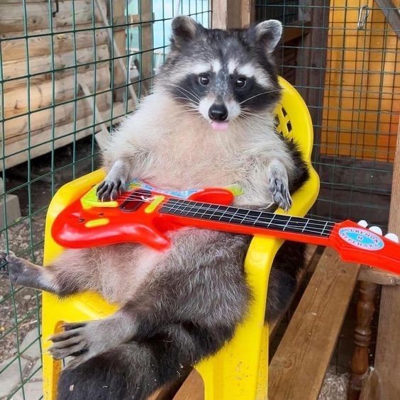 Funny (and cute) pictures of raccoons being absolute chaotic menaces ...