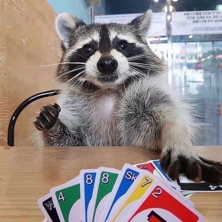 Funny (and cute) pictures of raccoons being absolute chaotic menaces ...