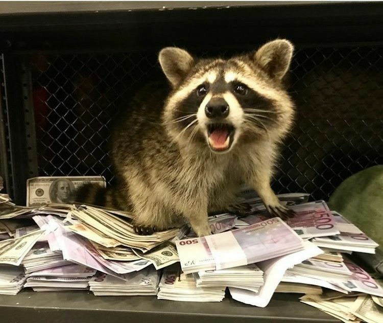 Funny (and cute) pictures of raccoons being absolute chaotic menaces ...