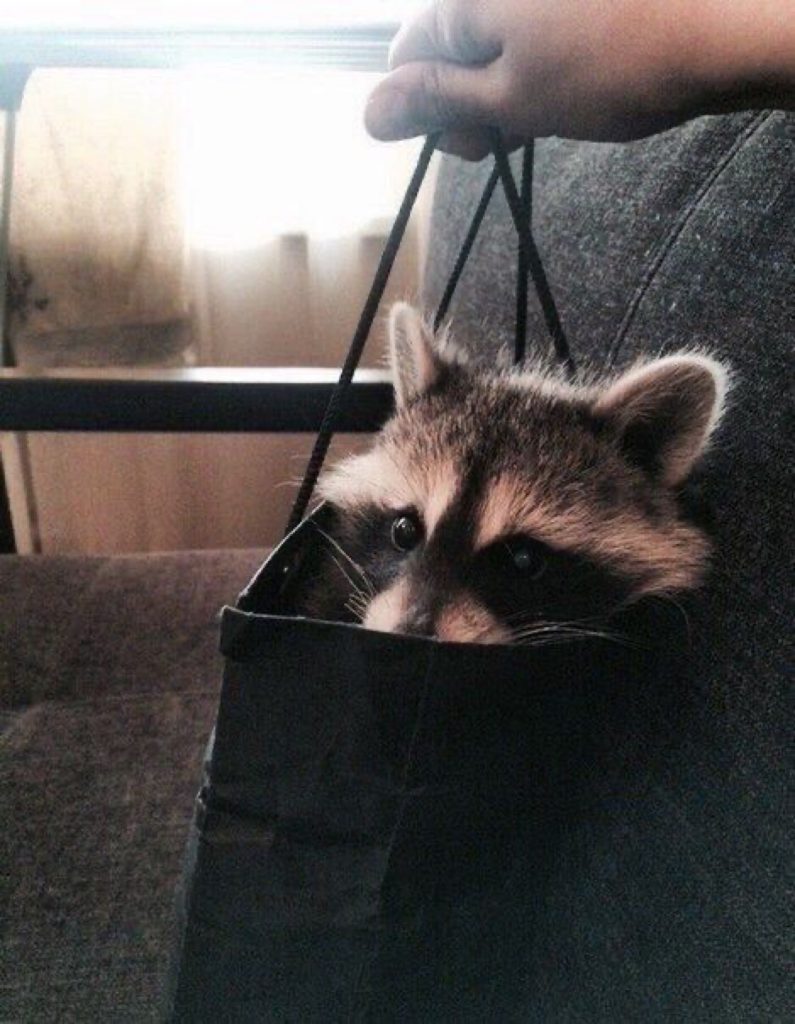 Funny (and cute) pictures of raccoons being absolute chaotic menaces ...