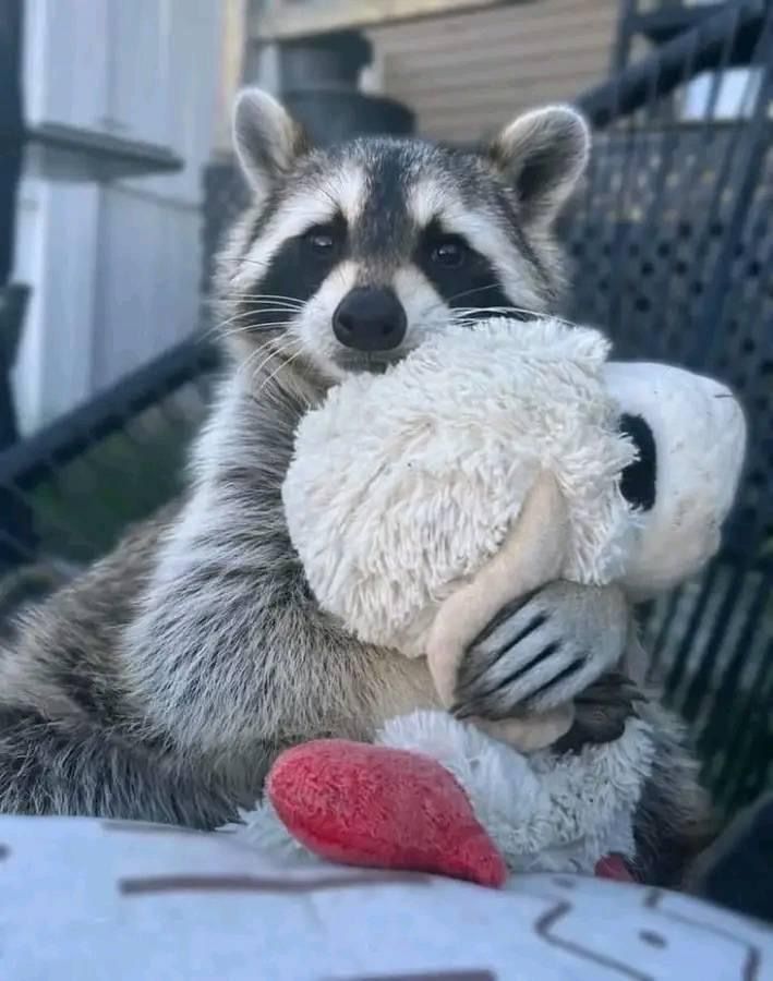 Funny (and cute) pictures of raccoons being absolute chaotic menaces ...