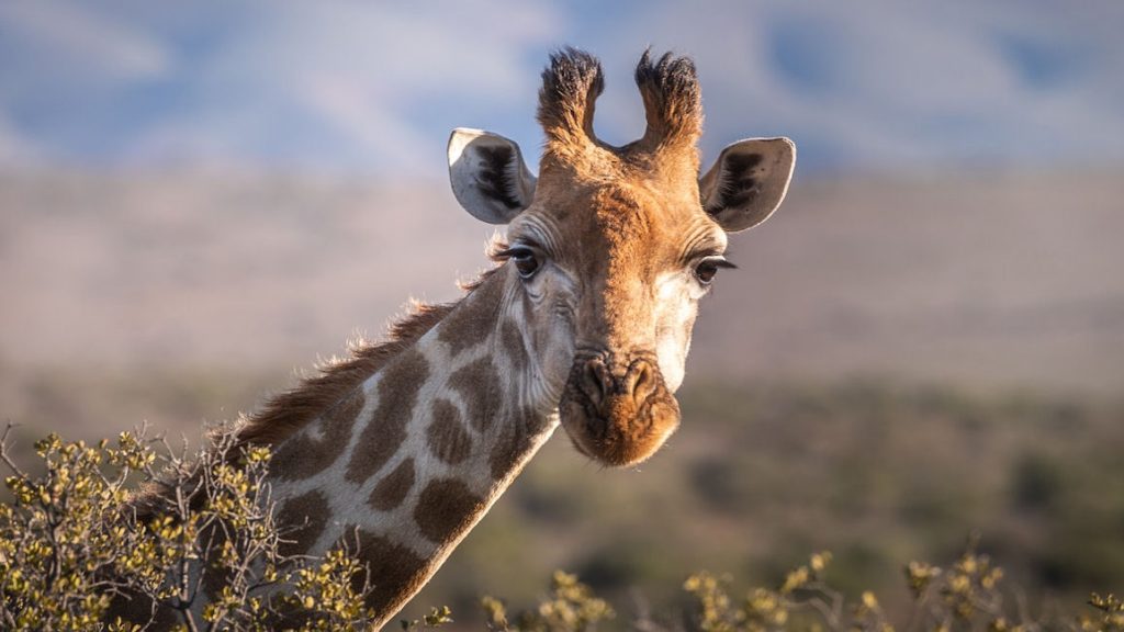 6. Don't Tie a Giraffe to a Telephone Pole – Georgia