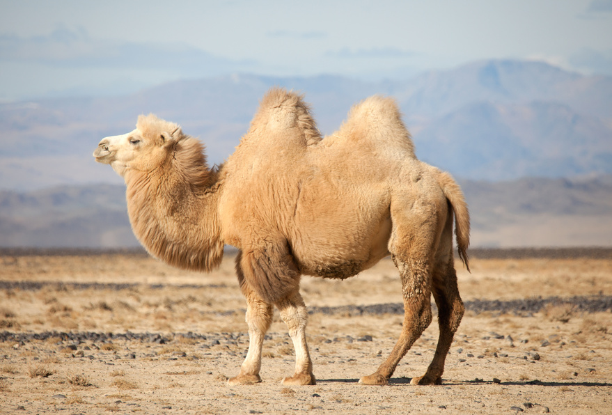 9. Watch Your Camel – Arizona