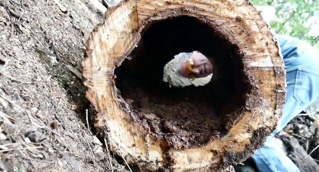10. Don’t Sell Hollow Logs – Tennessee