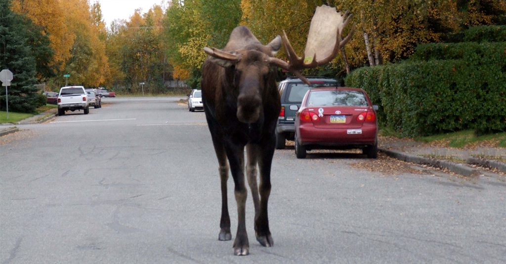 12. No Drunk Moose – Alaska
