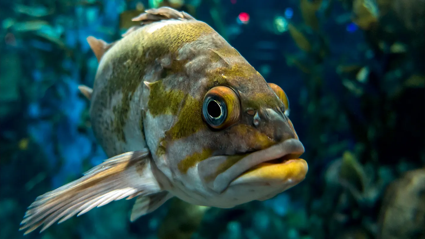 18. Don’t Shoot Fish in a Barrel – Kansas