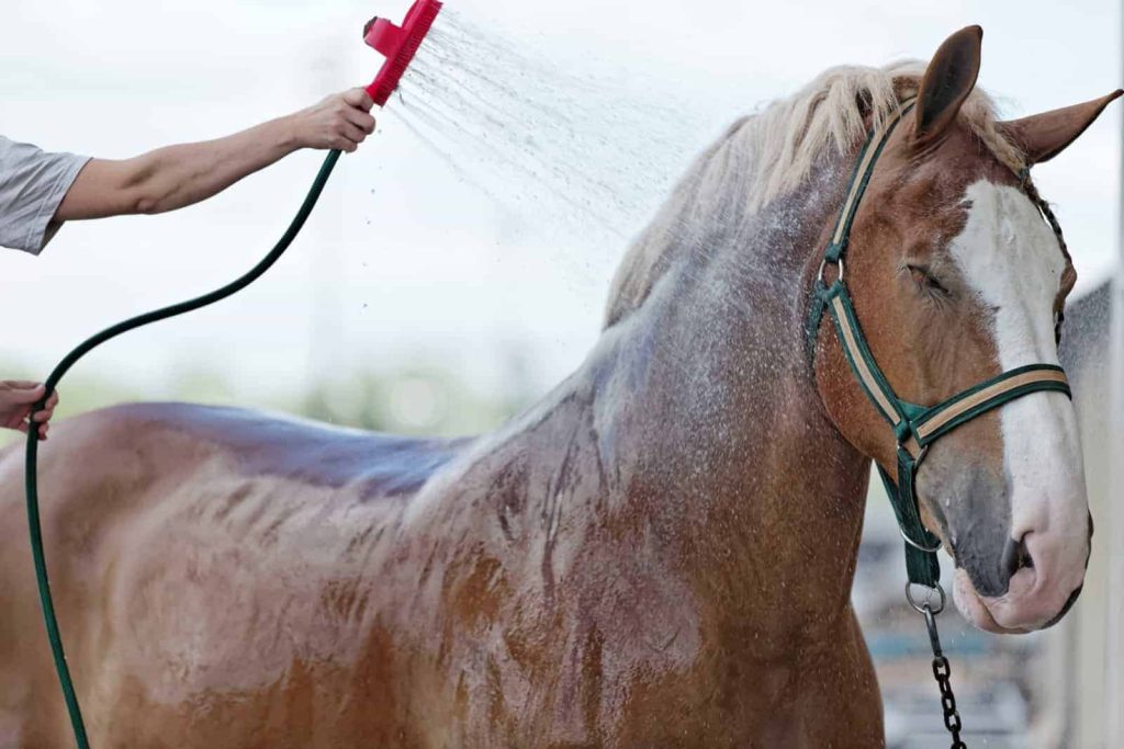 25. No Horses in Bathtubs – Arizona