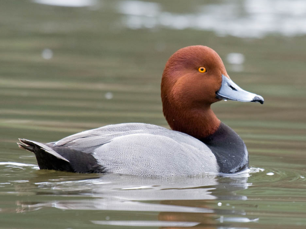 26. No Crossing State Lines with a Duck on Your Head – Minnesota