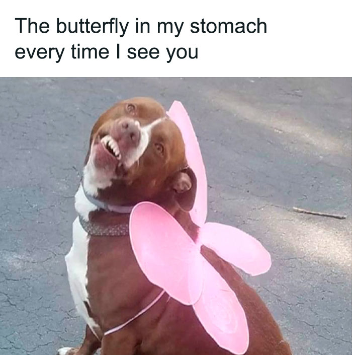 Symptom: completely smitten