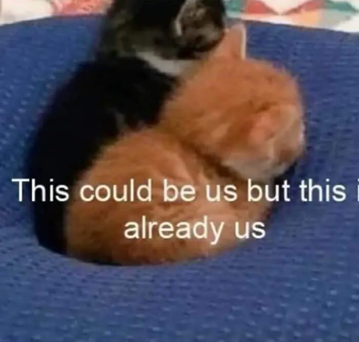 Peak cuteness