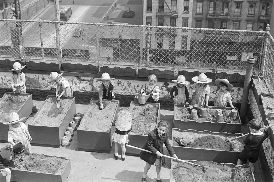 Victory gardens