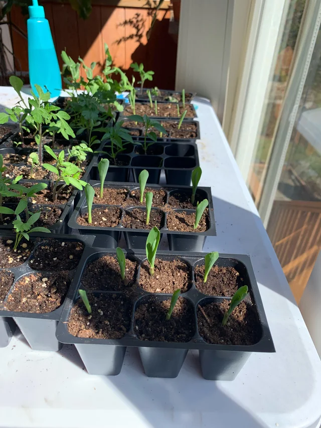 Grow something