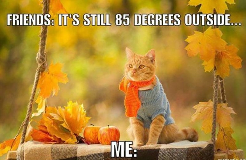 Autumn vibes