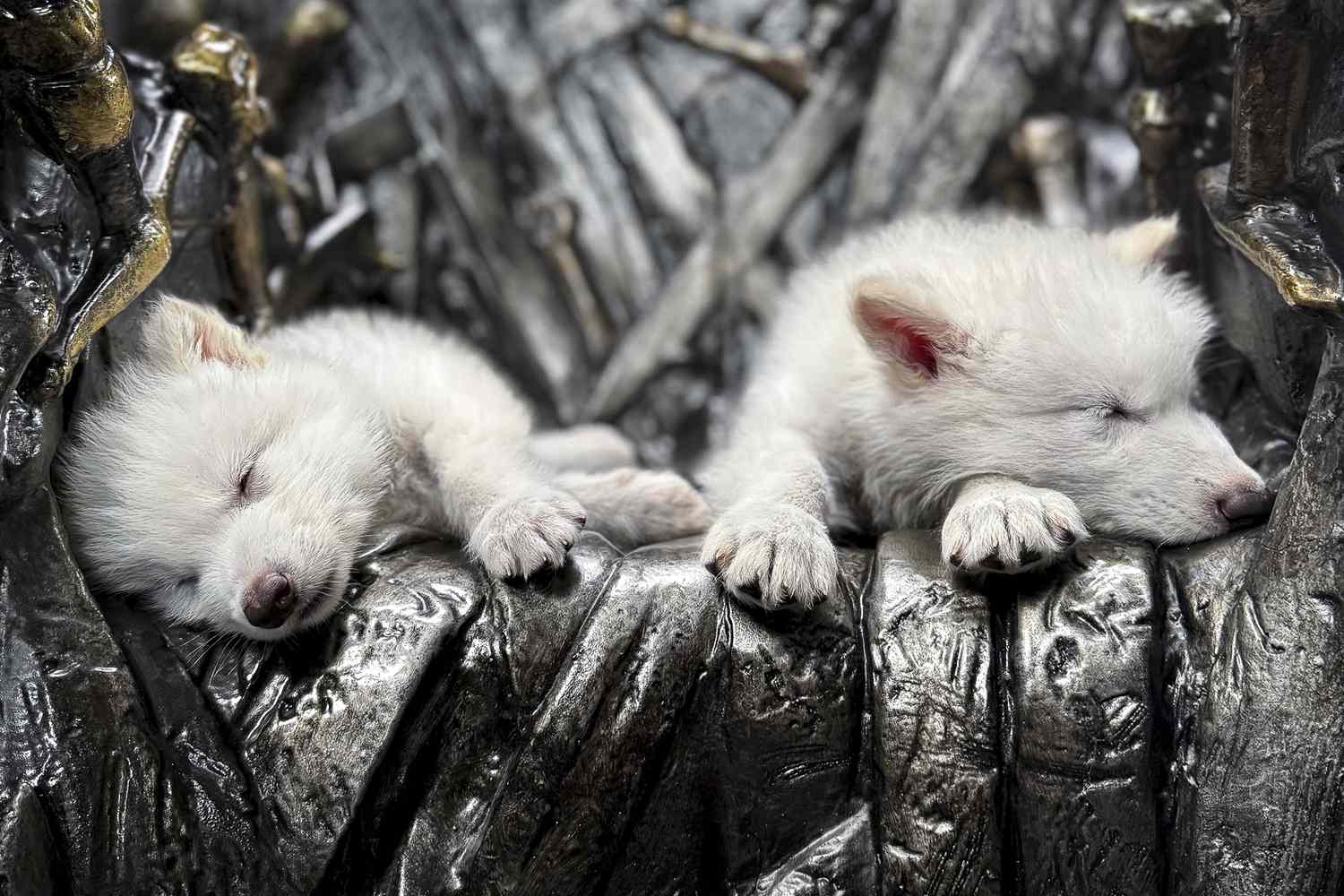 ‘Dire Wolves’ Headlines Get The Meme Treatment