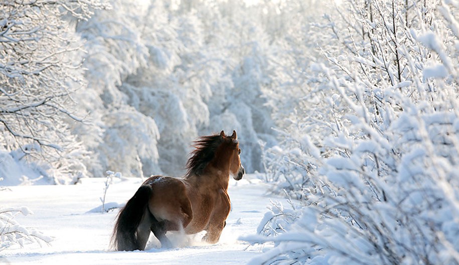 30 wholesome photos of animals thriving in the snow - Kate Knows